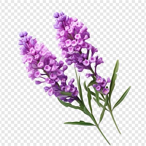 Download View Flowers Galore Bundle PSD Files Free PSD Mockups