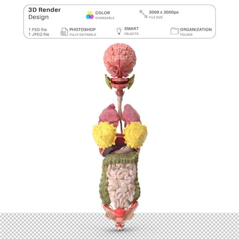 Download View Medical Organs Bundle PSD Commercial Use DXF Files