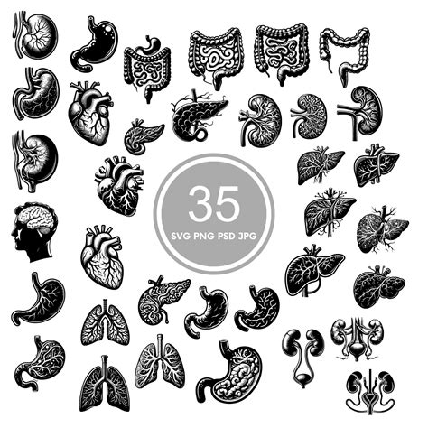 Download View Medical Organs Bundle PSD Cricut SVG Free PSD Mockups