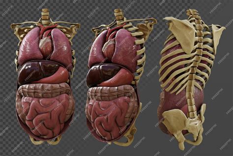 Download View Medical Organs Bundle PSD Files