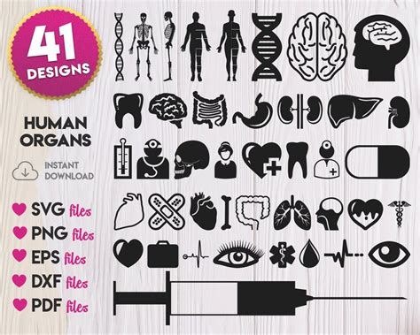 Download View Medical Organs Bundle PSD Files DXF Files