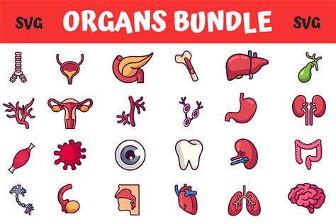 Download View Medical Organs Bundle PSD Files For Crafts