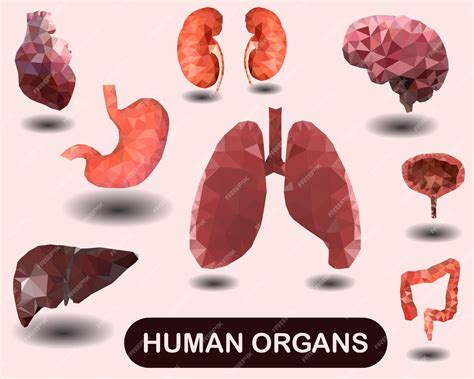 Download View Medical Organs Bundle PSD Printable