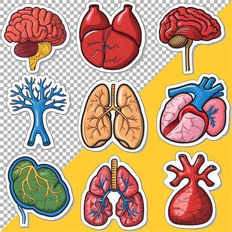 Download View Medical Organs Bundle PSD Silhouette Free PSD Mockups