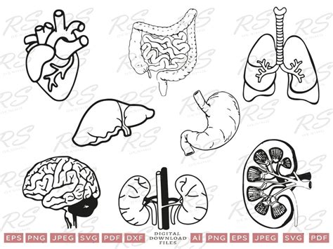 Download View Medical Organs Bundle PSD for Cricut Machine