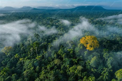 View from Amazon Canopy