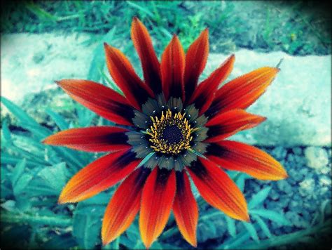 Viewpoint Of The Flower