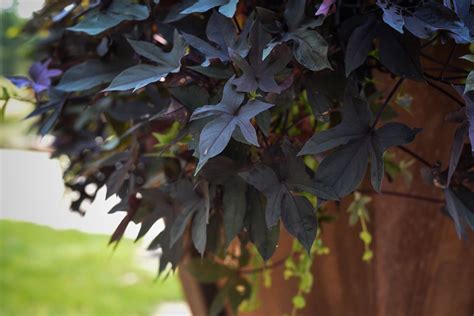Vigorous Sweet Potato Vine