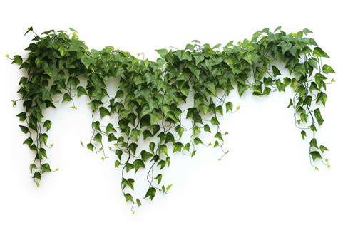 Vines And Leaves