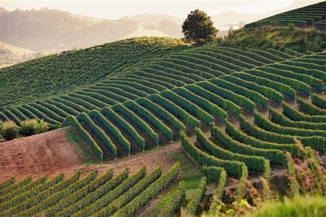 Vineyards & Wineries