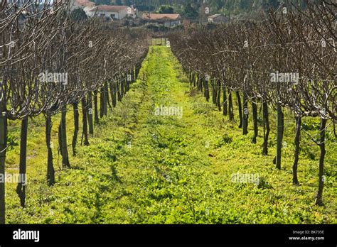 Vinho Verde Vineyard