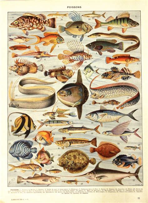 Vintage Fish Prints