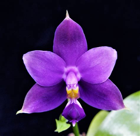 Violacea Indigo