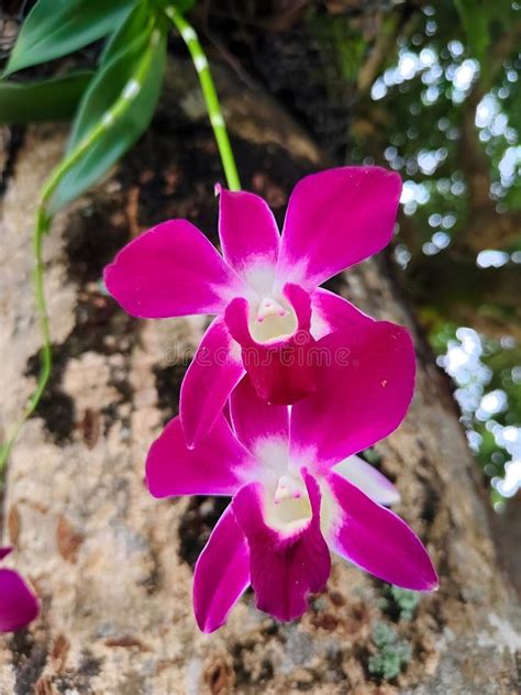 Violet Dendrobium Orchids