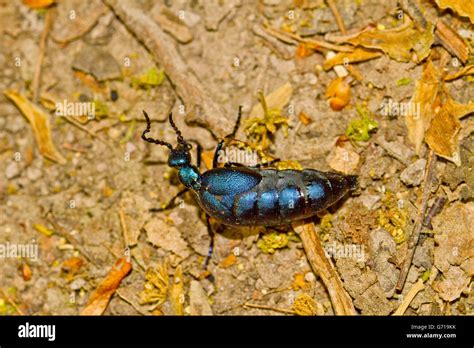 Violet Oil Beetle