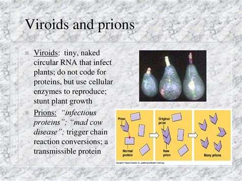 Viroids Do Not Code for Protein