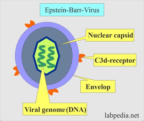 Virus Epstein-Barr (EBV) dan Autoimun