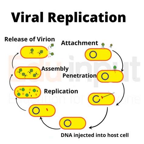 Virus penetration