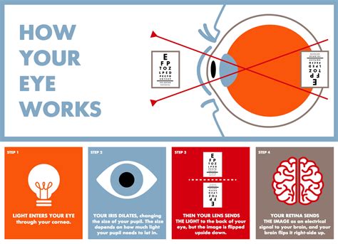 Vision: How Eyes Work & See Clearly