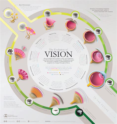 Vision Development In cosset