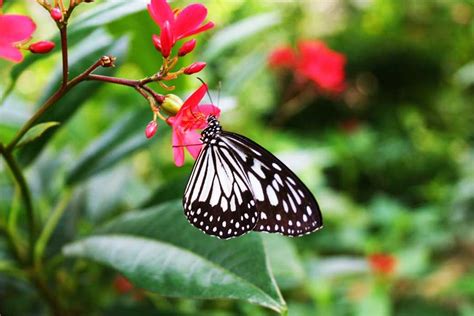 Visit the Butterfly Rainforest