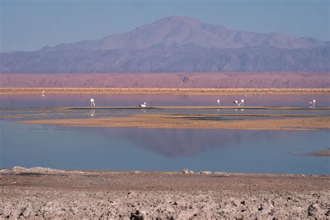 Visiting Chaxa Lagoon