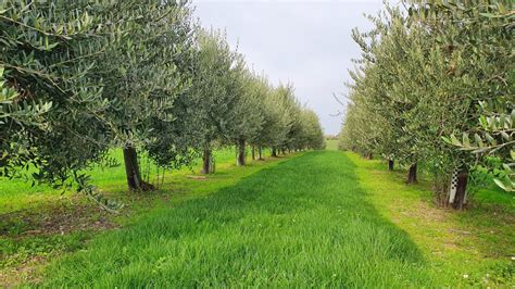 Visiting Olive Grove