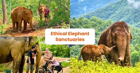 Visiting Tips Ethical Elephant Sanctuary