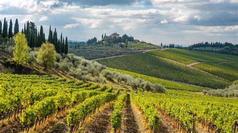 Tourists visiting a vineyard in the Chianti region, Tuscany