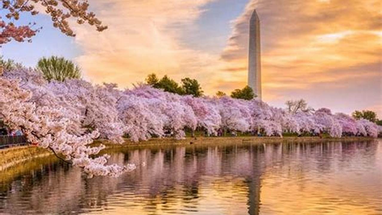 Visitors Gather To View Blooming Cherry Blossoms At The Tidal Basin In March 2023., 2024