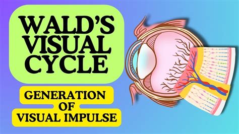 Discover the Fascinating World of Visual Cycle Animation: A Comprehensive Guide to Animate your Designs!