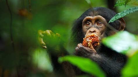 Chimpanzee Movie Visual Effects