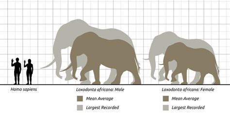 Stephen O'Connor on Twitter "Working on an African Elephant size chart