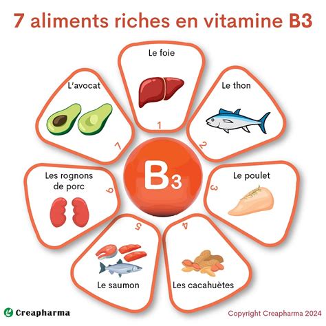 Vitamine B3 et Force Érectile