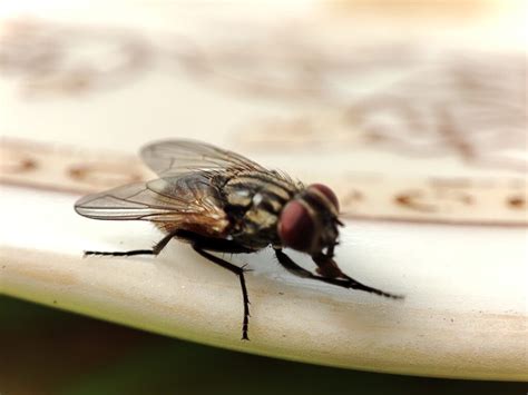 Vliegen In De Tuin