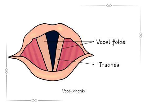 Vocal Cord Image