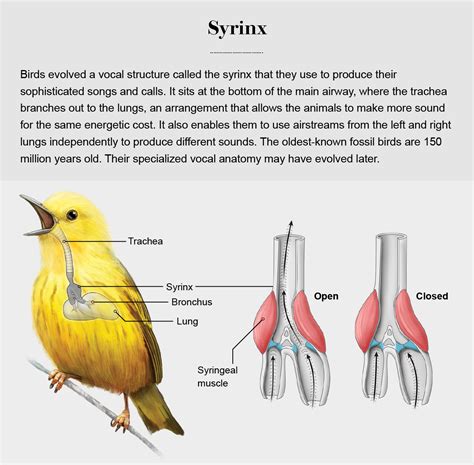 Aspen Bird Vocalization