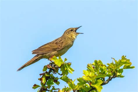 Aspen Bird Vocalization