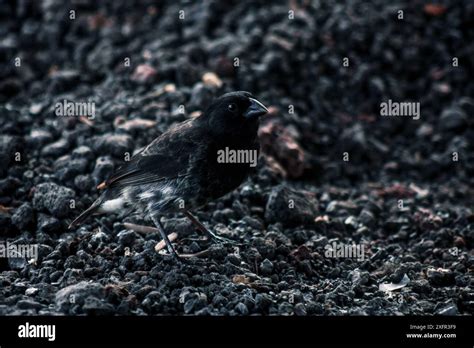 Volcanic Finch