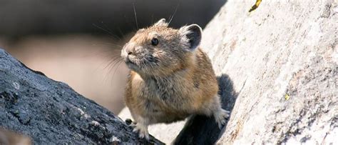 Volcanic Pika