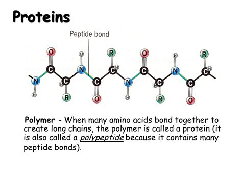 Volume-Boosting Polymers and Proteins