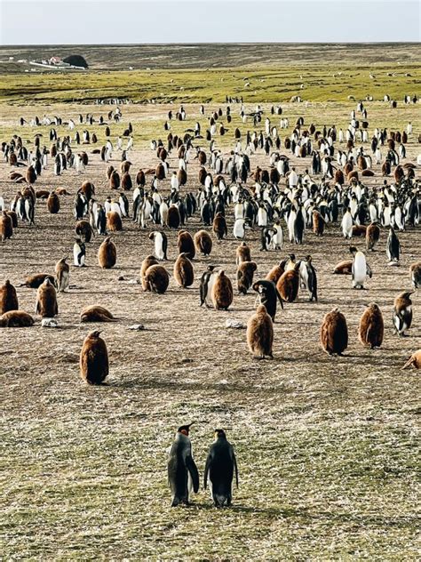 Volunteer Point penguins