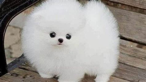 Vute Dog Pics