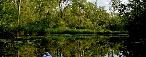 Waccamaw River Ecosystem