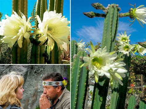 Wachuma Ceremony Process