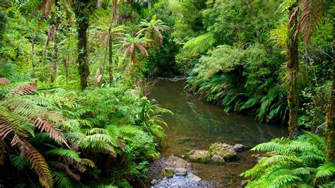 Waitakere Ranges Auckland