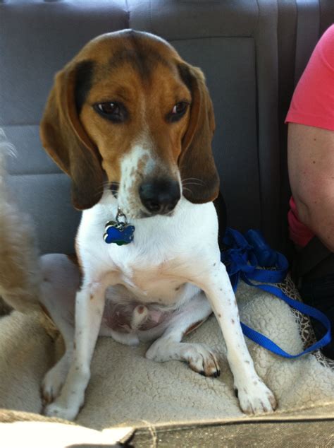 Walker Coonhound Beagle Mix: The Perfect Companion For Active Families