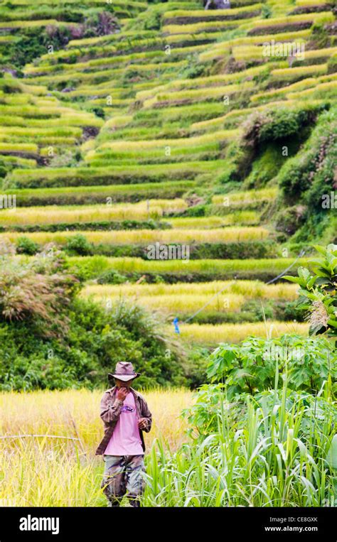 Walking in Rice Terraces