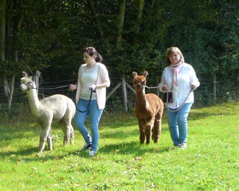 Walking with Alpacas