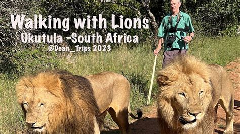 Walking with Lions